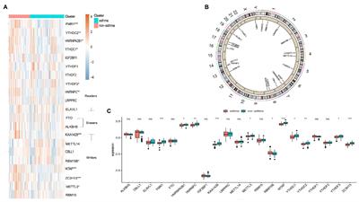 Significance of RNA N6-Methyladenosine Regulators in the Diagnosis and Subtype Classification of Childhood Asthma Using the Gene Expression Omnibus Database